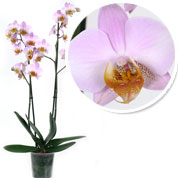 Orchid, Phalaenopsis Pink, Phalaenopsis